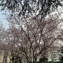 Parc Montessuit - Annemasse