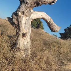 Cap d'Antibes - Antibes