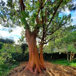 Jardin Thuret - Antibes