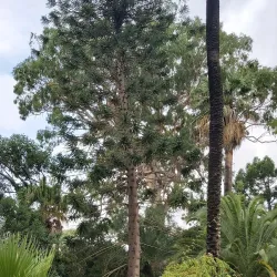 Jardin Thuret - Antibes