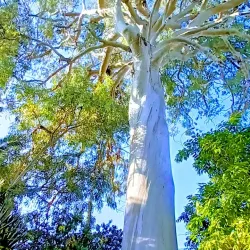 Jardin Thuret - Antibes