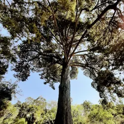 Jardin Thuret - Antibes