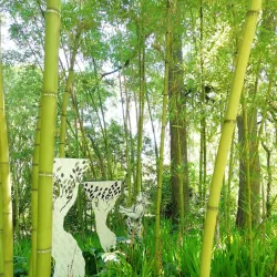 Jardin Thuret - Antibes