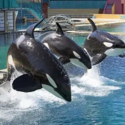 Marineland Antibes - Antibes