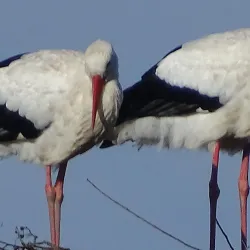 Audomarois Marshes - Arrest