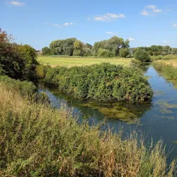 Audomarois Marshes - Arrest