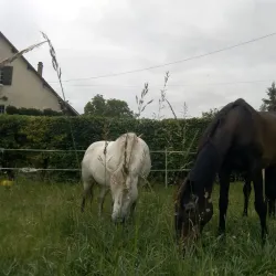 Vineyards of Auxerre - Auxerre