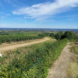 Château de Monbazillac - Bergerac
