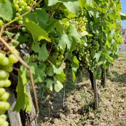 Château de Monbazillac - Bergerac