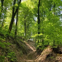 Local Walking Trails - Berny-Riviere