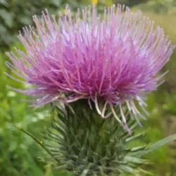 Local Walking Trails - Berny-Riviere