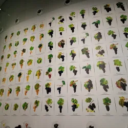 La Cité du Vin - Bordeaux