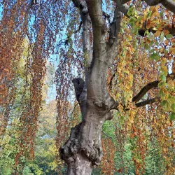 Parc Edmond de Rothschild - Boulogne-Billancourt