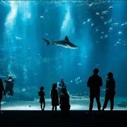 Nausicaä National Sea Centre - Boulogne-sur-Mer