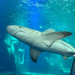 Nausicaä National Sea Centre - Boulogne-sur-Mer
