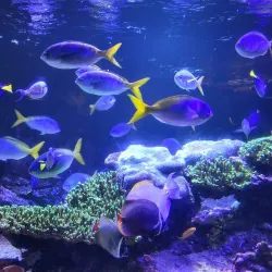 Nausicaä National Sea Centre - Boulogne-sur-Mer