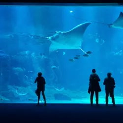 Nausicaä National Sea Centre - Boulogne-sur-Mer