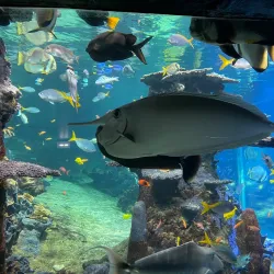 Nausicaä National Sea Centre - Boulogne-sur-Mer