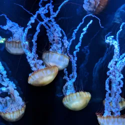 Nausicaä National Sea Centre - Boulogne-sur-Mer