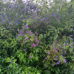 Jardin des Explorateurs - Brest