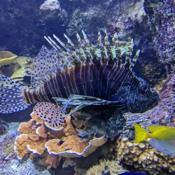 Océanopolis - Brest