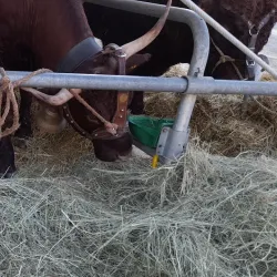 Brive-la-Gaillarde Market - Brive-la-Gaillarde
