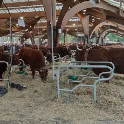Brive-la-Gaillarde Market - Brive-la-Gaillarde