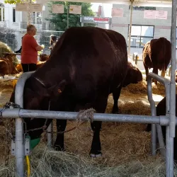 Brive-la-Gaillarde Market - Brive-la-Gaillarde