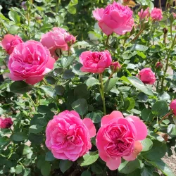 Jardin de Colette - Brive-la-Gaillarde