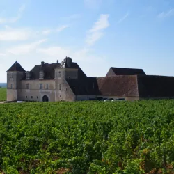 Côte de Nuits Vineyards - Burgundy