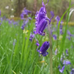 Dordogne Countryside Hiking Trails - Campagne