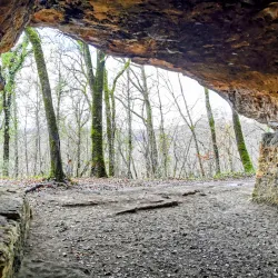 La Forêt de Campagne - Campagne
