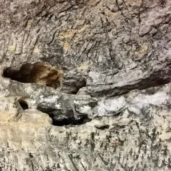 La Forêt de Campagne - Campagne