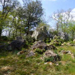 La Forêt de Campagne - Campagne