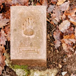 La Forêt de Campagne - Campagne