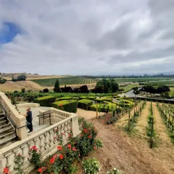 Local Vineyards and Wine Tasting - Campagne