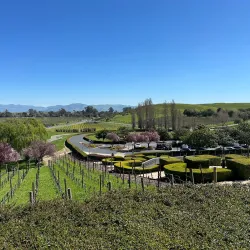 Local Vineyards and Wine Tasting - Campagne