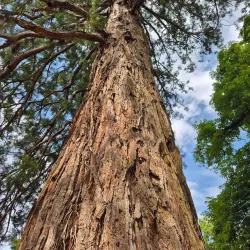 Traditional Market in Campagne - Campagne