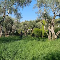 Jardin des Oliviers - Cannes