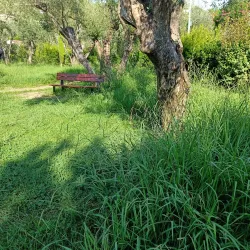 Jardin des Oliviers - Cannes