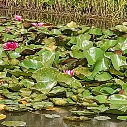 Parc Georges Nouelle - Chalon-sur-Saône