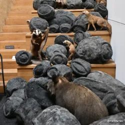 Musée de l'Ardenne - Charleville-Mezieres