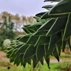 Parc André Gagnon - Chartres