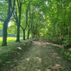 Forêt de Meudon - Chaville