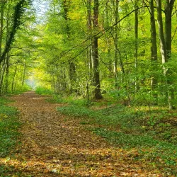 Forêt de Meudon - Chaville