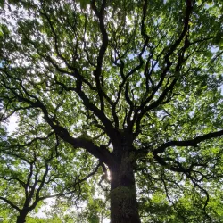 Forêt de Meudon - Chaville