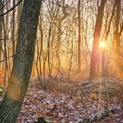 Forêt de Meudon - Chaville