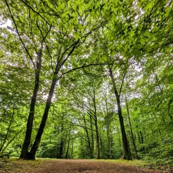 Forêt de Meudon - Chaville