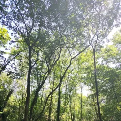 Forêt de Meudon - Chaville