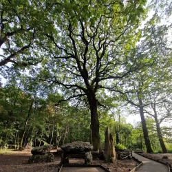 Forêt de Meudon - Chaville